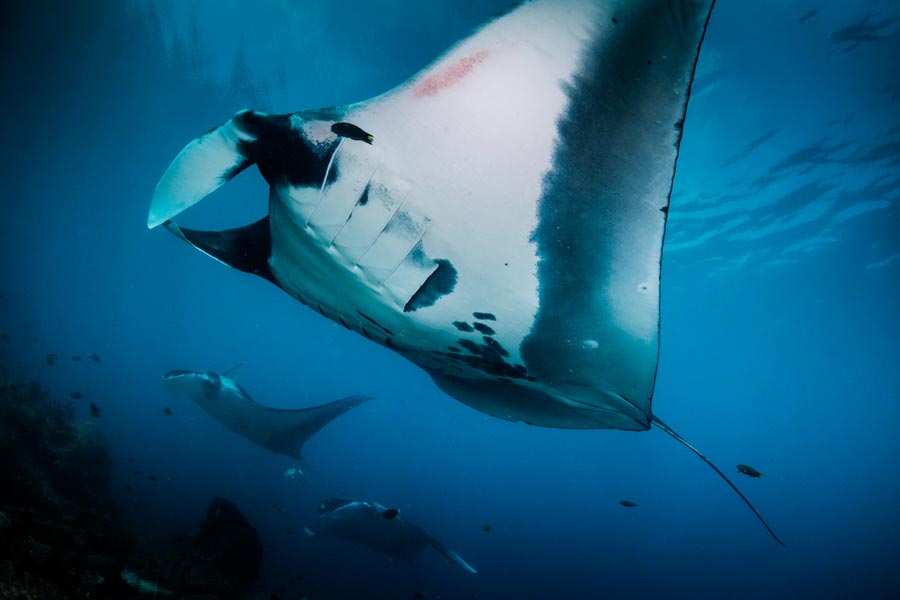 oceanic manta rays